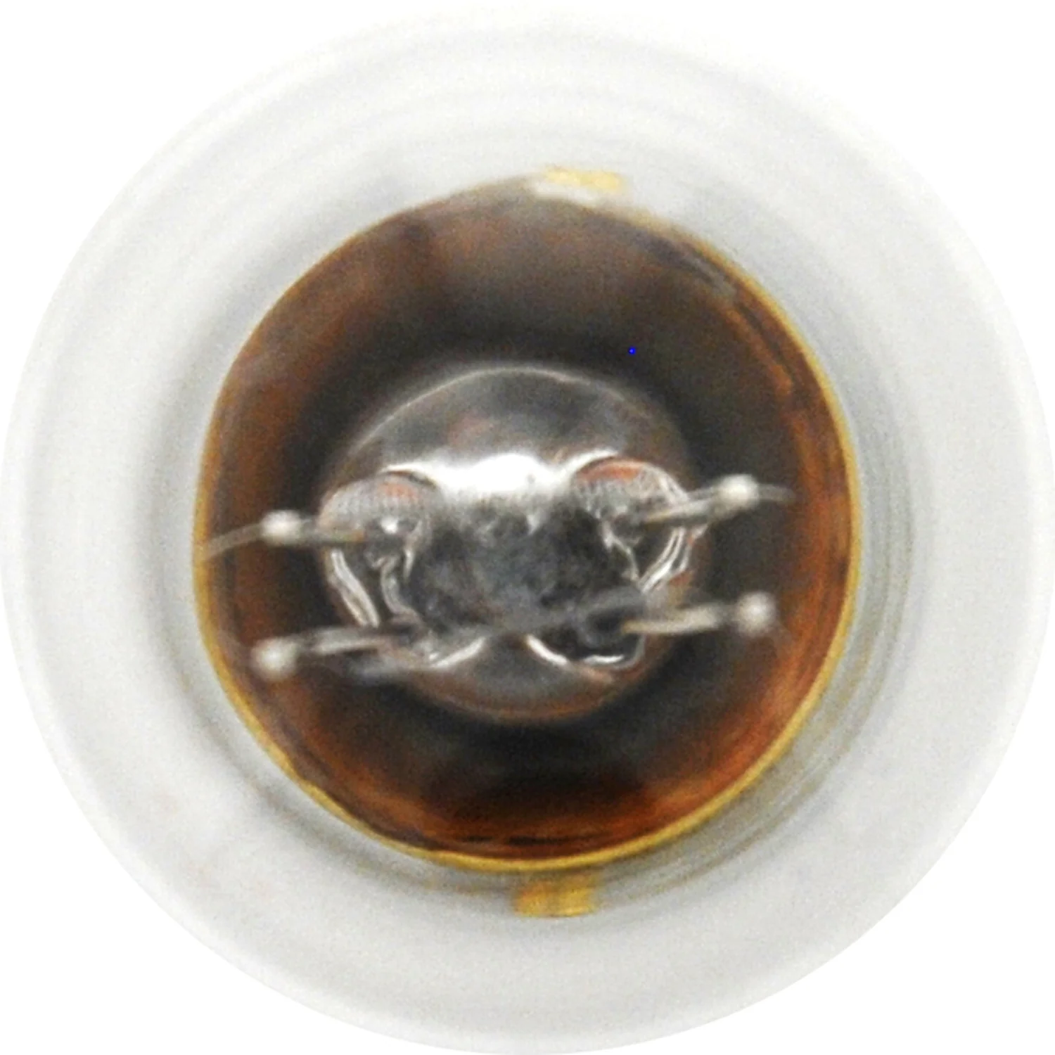 10-PK SYLVANIA 1034 Standard Automotive Light Bulb - Image 4