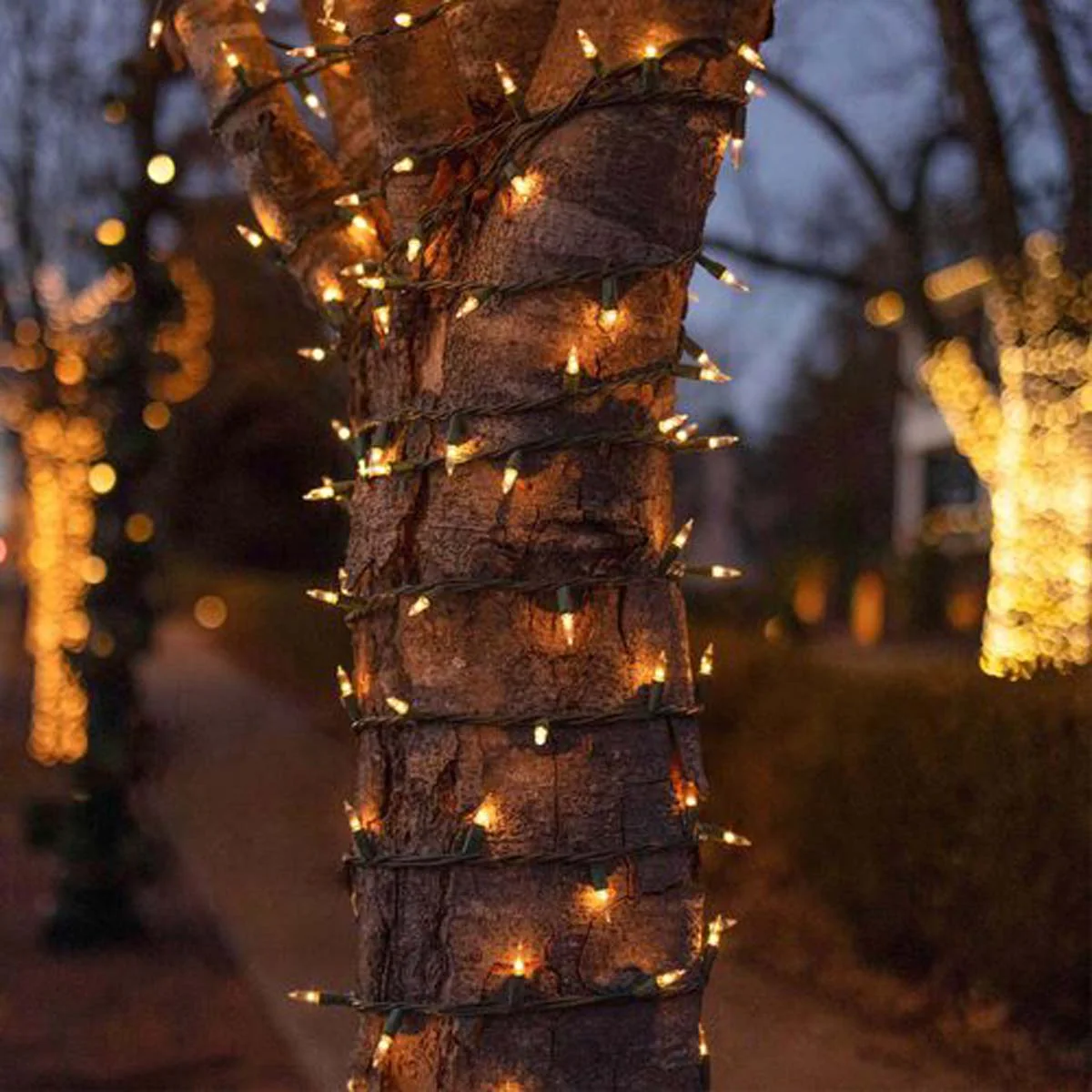50 Clear Mini Lights 6" Spacing - Image 8